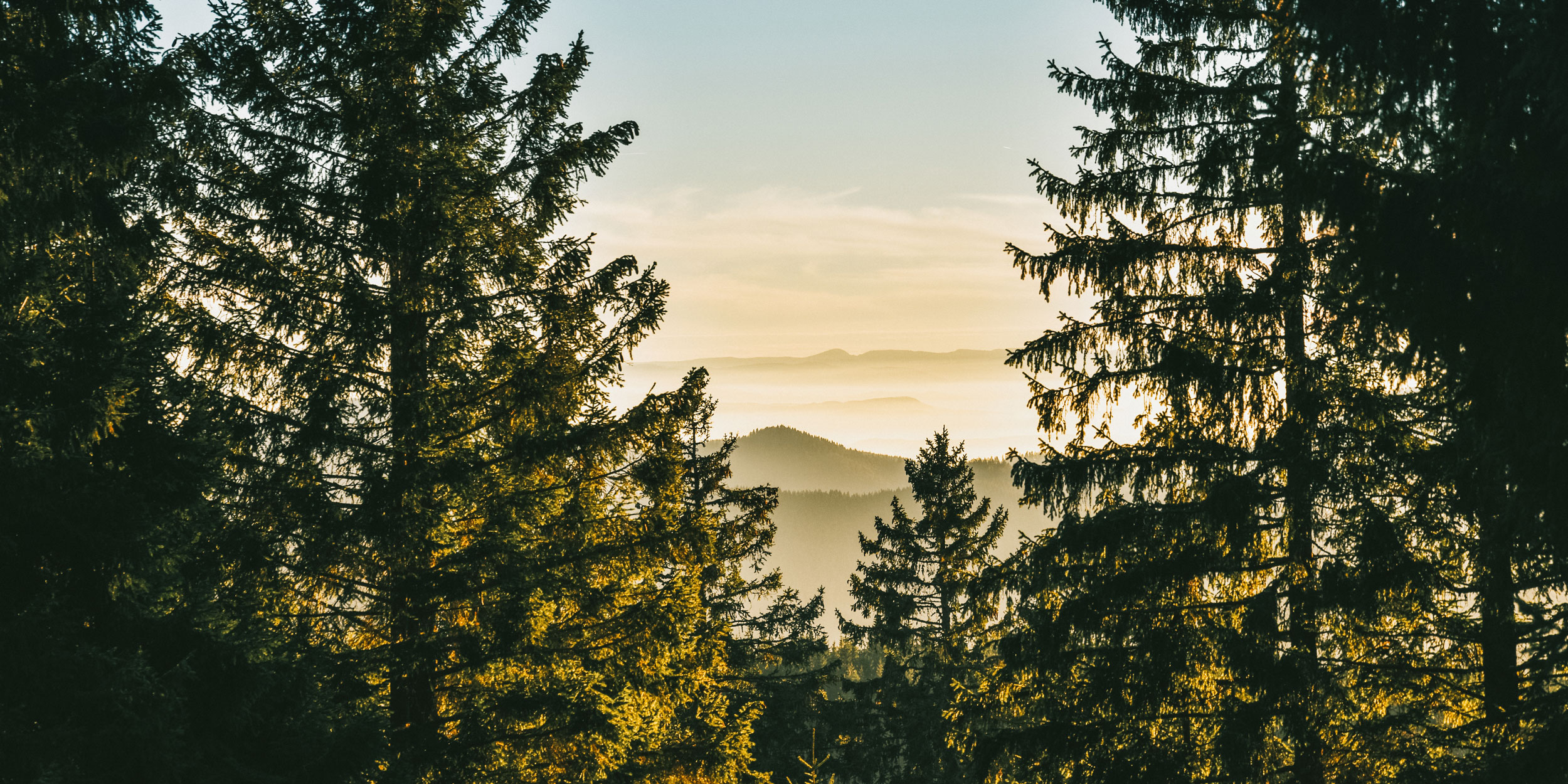 Ausblick zwischen Bäume
