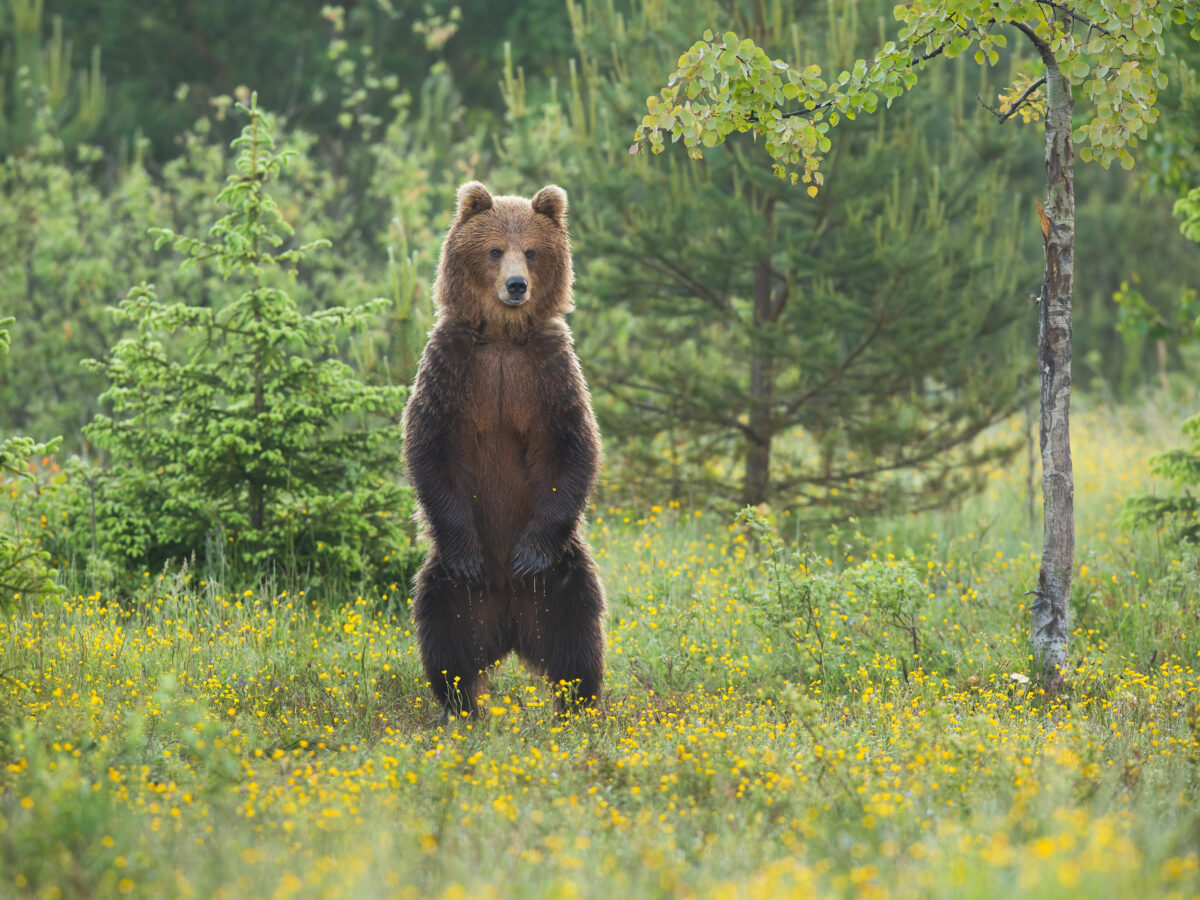 Braunbär im Tierfreigelädne