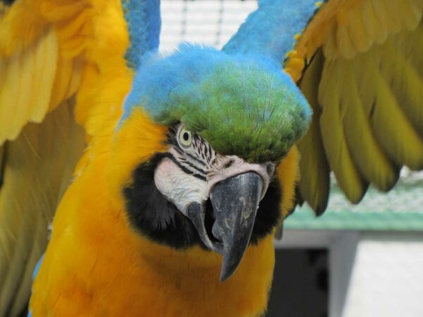 Papagei schlägt mit Flügel