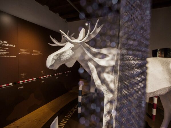 Elch im Museum
