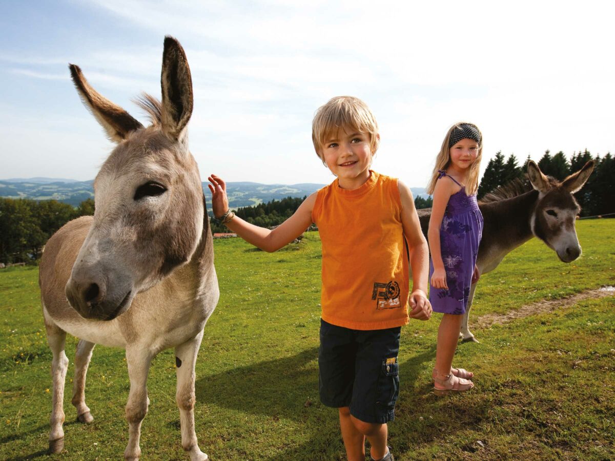 Kinder streicheln Esel