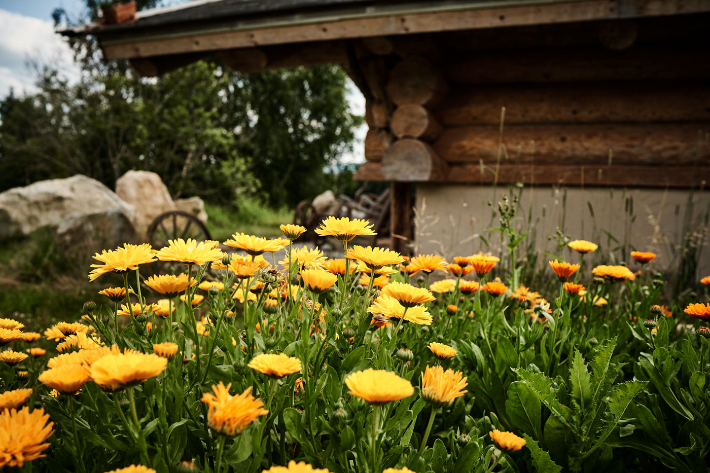 Blumen vor einer Blockhütte